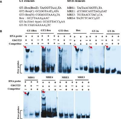 Overexpression of the cotton trihelix transcription factor GhGT23 in Arabidopsis mediates salt and drought stress tolerance by binding to GT and MYB promoter elements in stress-related genes